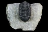Austerops Trilobite - Nice Eye Facets #127180-1